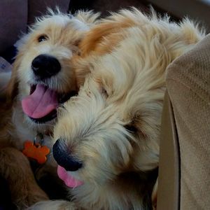 Meet your Posher, Renee